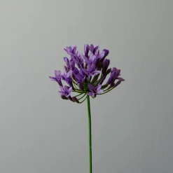 Botané Studios Agapanthus Flower Purple