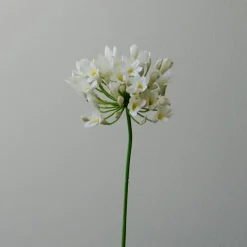 Botané Studios Agapanthus Flower White