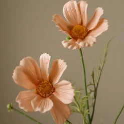 Botané Studios Cosmo Daisy Flower Champagne