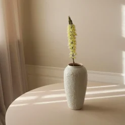 Botané Studios Eremurus Large Foxtail Lily Flower White