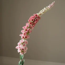 Botané Studios Foxtail Flower Pink