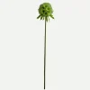 Botané Studios Scabiosa Seed Pod Flower Light Green