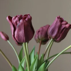 Botané Studios Triumpf Tulip Purple (5 pieces)
