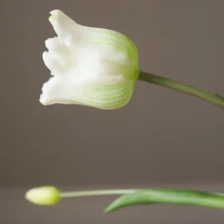 Botané Studios Triumpf Tulip White (5 pieces)