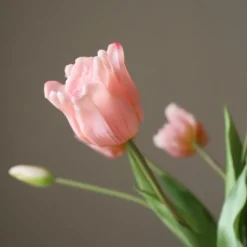 Botané Studios Triumpf Tulip Light Pink (5 pieces)