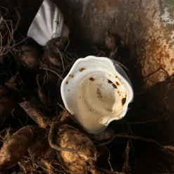 Studio Aarhus Svane Kop